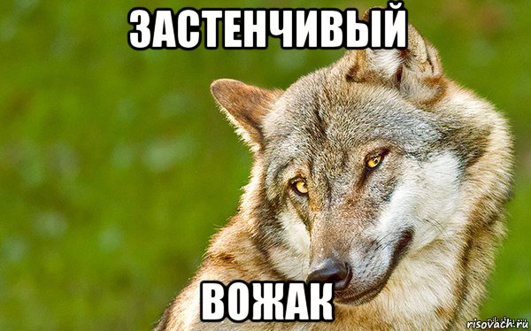 застенчивый вожак, Мем   Volf