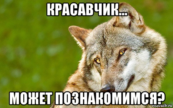 красавчик... может познакомимся?, Мем   Volf