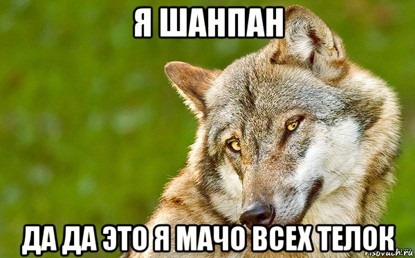 я шанпан да да это я мачо всех телок, Мем   Volf