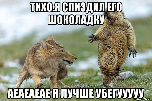 тихо.я спиздил его шоколадку аеаеаеае я лучше убегууууу, Мем Волк и суслик