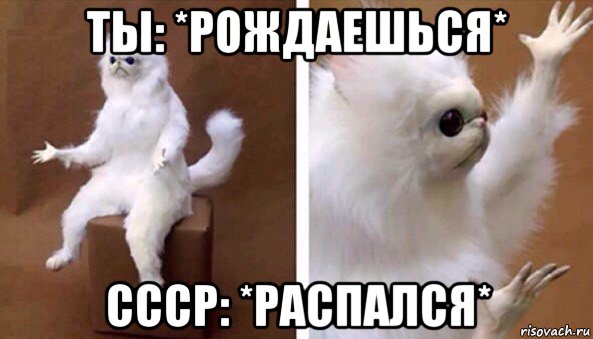 ты: *рождаешься* ссср: *распался*, Мем Чучело кота