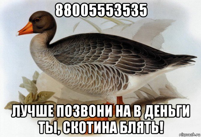 88005553535 лучше позвони на в деньги ты, скотина блять!