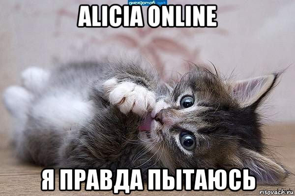 alicia online я правда пытаюсь, Мем  котенок