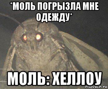 *моль погрызла мне одежду* моль: хеллоу, Мем Матылёк