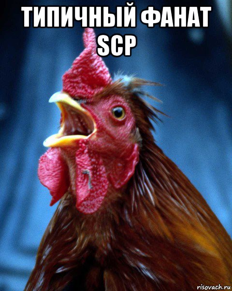 типичный фанат scp , Мем петух