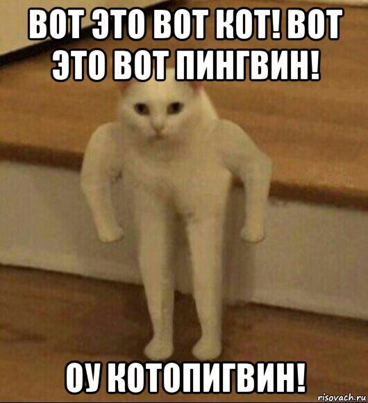 вот это вот кот! вот это вот пингвин! оу котопигвин!, Мем  Полукот