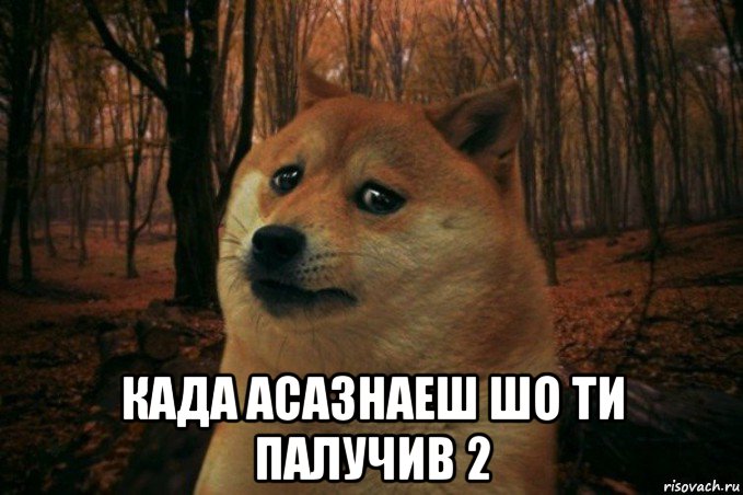  када асазнаеш шо ти палучив 2, Мем SAD DOGE