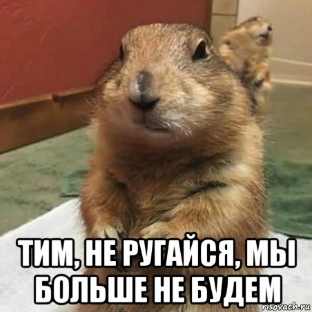  тим, не ругайся, мы больше не будем, Мем Суслик спрашивает