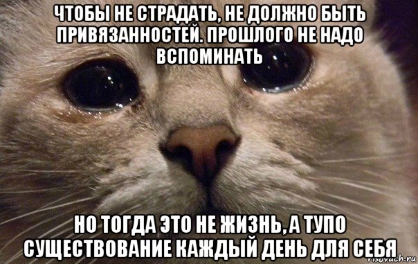 чтобы не страдать, не должно быть привязанностей. прошлого не надо вспоминать но тогда это не жизнь, а тупо существование каждый день для себя, Мем   В мире грустит один котик