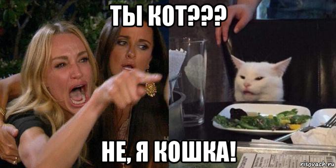 ты кот??? не, я кошка!, Мем Женщина орёт на кота