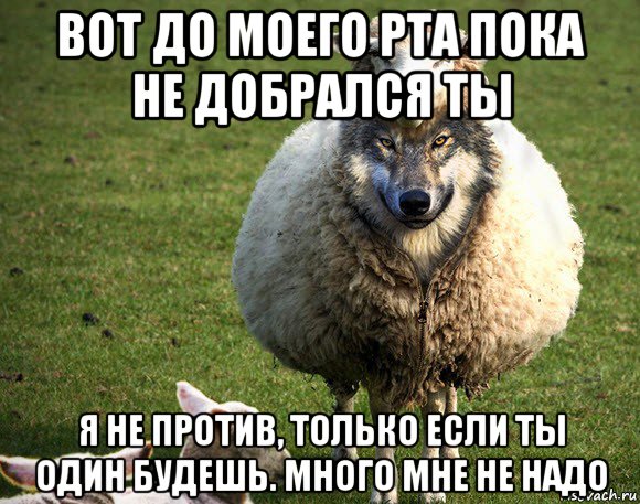 вот до моего рта пока не добрался ты я не против, только если ты один будешь. много мне не надо, Мем Злая Овца