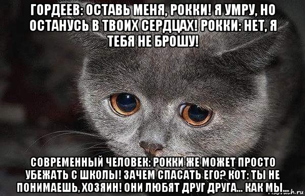 гордеев: оставь меня, рокки! я умру, но останусь в твоих сердцах! рокки: нет, я тебя не брошу! современный человек: рокки же может просто убежать с школы! зачем спасать его? кот: ты не понимаешь, хозяин! они любят друг друга... как мы..., Мем  Грустный кот