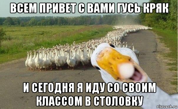 всем привет с вами гусь кряк и сегодня я иду со своим классом в столовку, Мем гуси