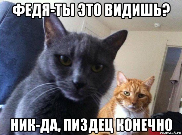 федя-ты это видишь? ник-да, пиздец конечно, Мем  Два котэ