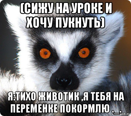 (сижу на уроке и хочу пукнуть) я:тихо животик ,я тебя на переменке покормлю ._., Мем лемур