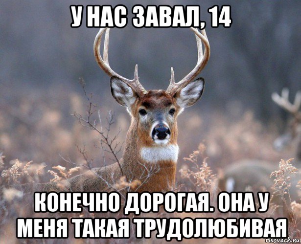 у нас завал, 14 конечно дорогая. она у меня такая трудолюбивая, Мем   Наивный олень