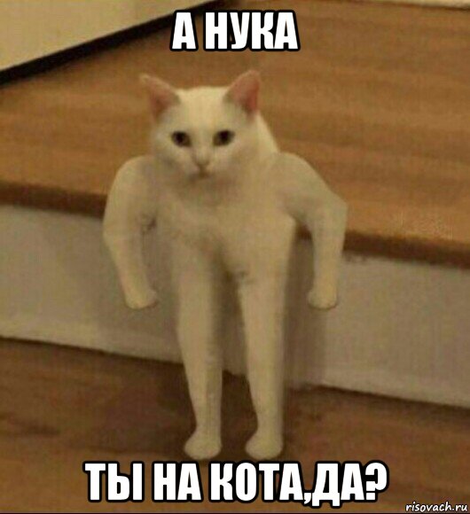 а нука ты на кота,да?, Мем  Полукот