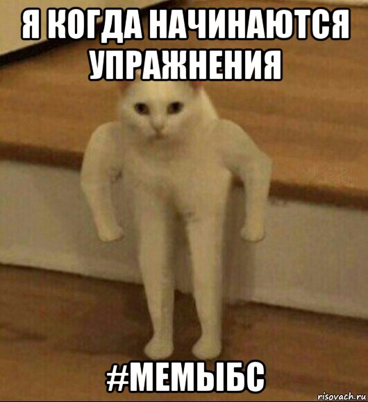 я когда начинаются упражнения #мемыбс, Мем  Полукот