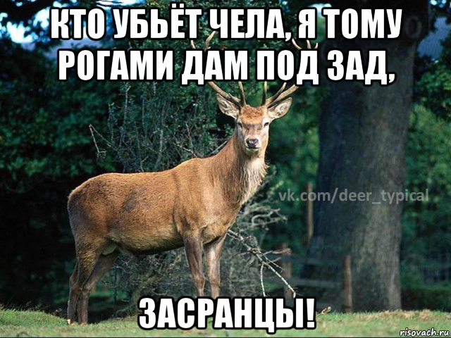 кто убьёт чела, я тому рогами дам под зад, засранцы!, Мем Паблик Типичный олень