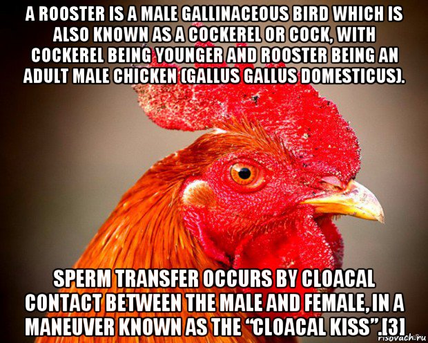 a rooster is a male gallinaceous bird which is also known as a cockerel or cock, with cockerel being younger and rooster being an adult male chicken (gallus gallus domesticus). sperm transfer occurs by cloacal contact between the male and female, in a maneuver known as the “cloacal kiss”.[3], Мем Типичный петух