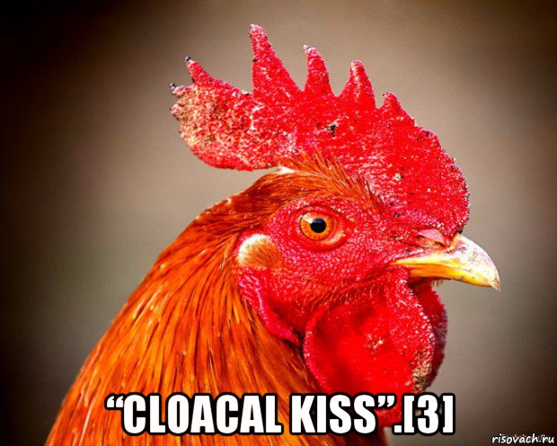  “cloacal kiss”.[3], Мем Типичный петух