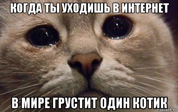 когда ты уходишь в интернет в мире грустит один котик, Мем   В мире грустит один котик