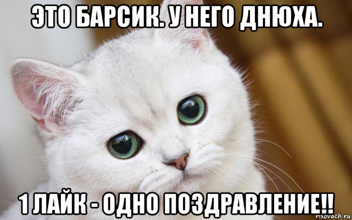 это барсик. у него днюха. 1 лайк - одно поздравление!!, Мем  В мире грустит один котик