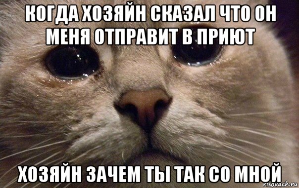 когда хозяйн сказал что он меня отправит в приют хозяйн зачем ты так со мной, Мем   В мире грустит один котик