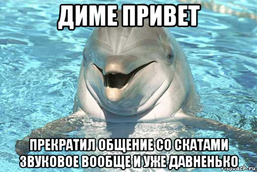 диме привет прекратил общение со скатами звуковое вообще и уже давненько, Мем Дельфин