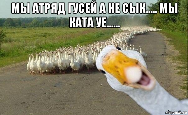 мы атряд гусей а не сык..... мы ката уе...... , Мем гуси