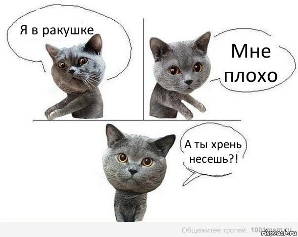 Я в ракушке Мне плохо А ты хрень несешь?!, Комикс  Котики