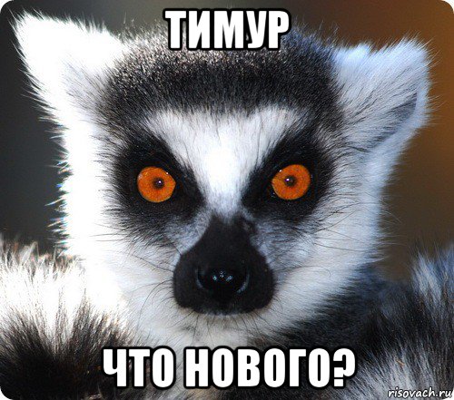 тимур что нового?