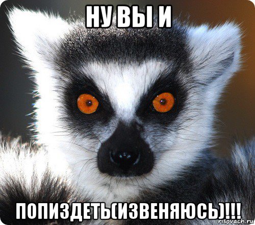 ну вы и попиздеть(извеняюсь)!!!, Мем лемур