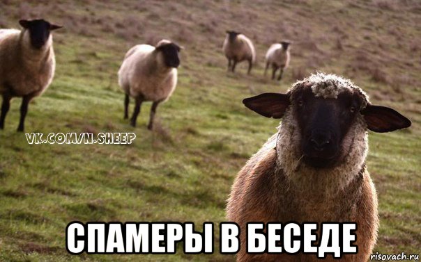  спамеры в беседе