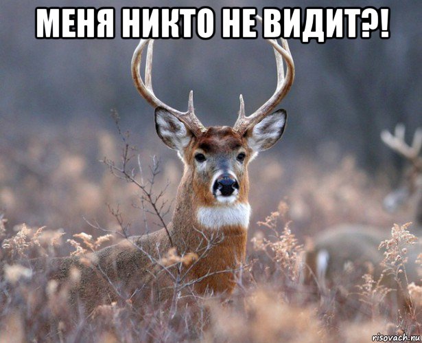 меня никто не видит?! , Мем   Наивный олень