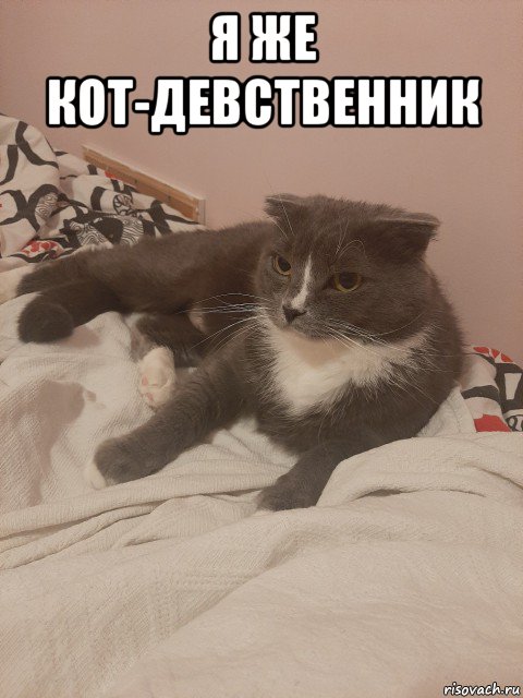 я же кот-девственник 