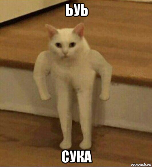 ьуь сука, Мем  Полукот