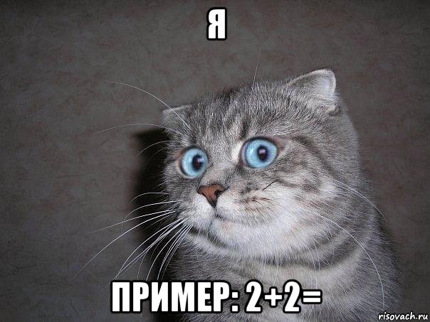 я пример: 2+2=, Мем  удивлённый кот