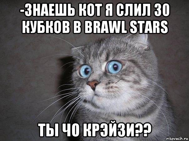 -знаешь кот я слил 30 кубков в brawl stars ты чо крэйзи??, Мем  удивлённый кот