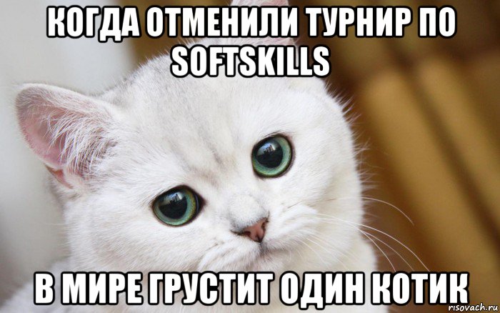 когда отменили турнир по softskills в мире грустит один котик