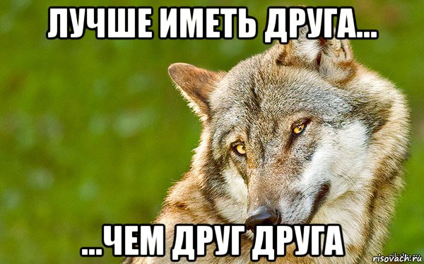 лучше иметь друга... ...чем друг друга, Мем   Volf