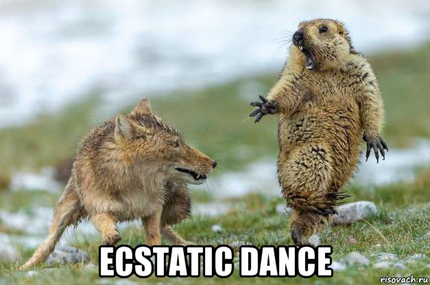  ecstatic dance, Мем Волк и суслик