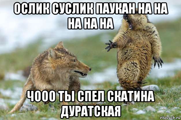 ослик суслик паукан на на на на на чооо ты спел скатина дуратская, Мем Волк и суслик