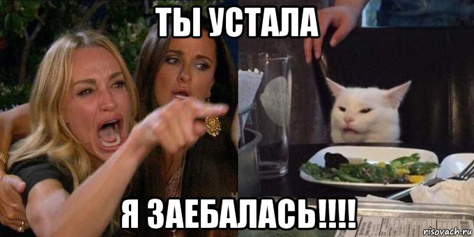 ты устала я заебалась!!!!, Мем Женщина орёт на кота