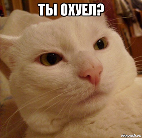 ты охуел? , Мем Дерзкий котэ