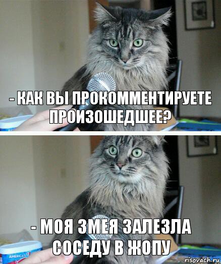 - Как вы прокомментируете произошедшее? - Моя змея залезла соседу в жопу, Комикс  кот с микрофоном