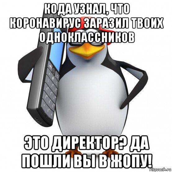 кода узнал, что коронавирус заразил твоих одноклассников это директор? да пошли вы в жопу!, Мем   Пингвин звонит