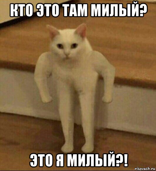 кто это там милый? это я милый?!, Мем  Полукот