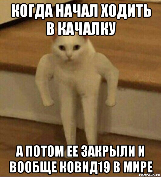 когда начал ходить в качалку а потом ее закрыли и вообще ковид19 в мире, Мем  Полукот