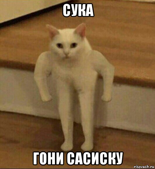 сука гони сасиску, Мем  Полукот